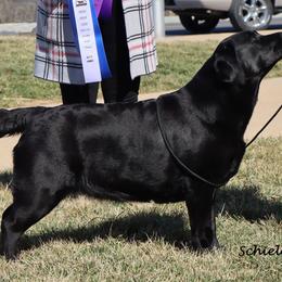Labrador Retriever All Grown Up from DogRiver Labradors