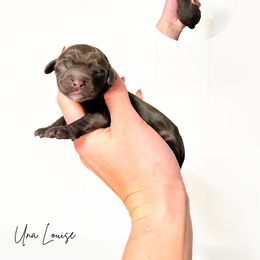 Pending - Chocolate female Australian Labradoodle puppy in Wamego, Kansas from Doodles of Oz