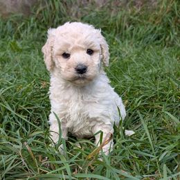 Chopper - Cream male Poodle puppy in Salem Township, Maine from Moirae Poodles