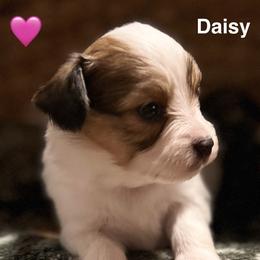 Daisy - White and sable female Papillon puppy in Salina, Utah from Desert Mountain Papillons