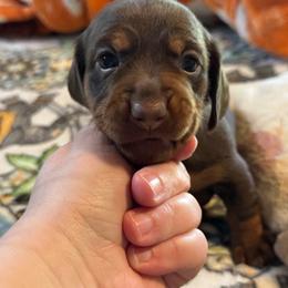Fern - Chocolate and tan female Dachshund puppy in Staley, North Carolina from Langley Farms Dachshunds