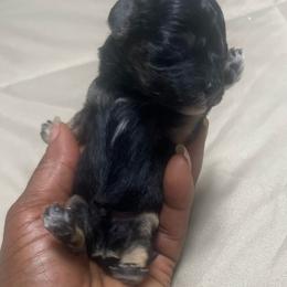 Toy poodle - Phantom male Poodle puppy in Jackson, Georgia from Cuddle Buddy Pups by Tee