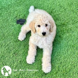 Poodle Puppies from The Rad Poodles