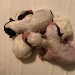 Chinese Crested and Miniature American Shepherd Puppies from Carousel Kennel