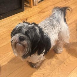 Phoebe - Lhasa Apso