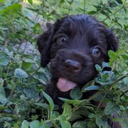 Boy 5 - Boykin Spaniel puppy in Madison, Wisconsin from Pyro Pups Kennel