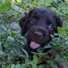 Boy 5 - Boykin Spaniel puppy in Madison, Wisconsin from Pyro Pups Kennel