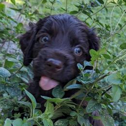 Boy 5 - Boykin Spaniel puppy in Madison, Wisconsin from Pyro Pups Kennel