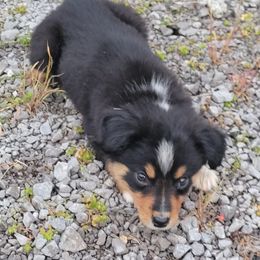 Girl 3 - Australian Shepherd puppy in Tennessee from Cedar Stone Aussiedoodles