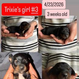 Trixie's girl 3 - Black and tan female Dachshund puppy in Grand Junction, Michigan from J.C fur babies