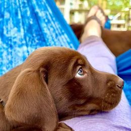 Labrador Retrievers from Tnt's chocolate labs