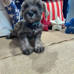 Miniature Schnauzer Puppies from Timeless Miniature Schnauzers