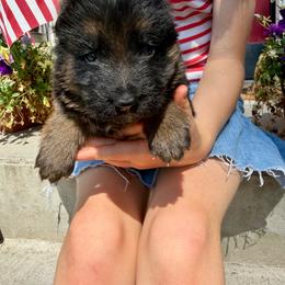 Valor-blue collar - Black and red male German Shepherd puppy in Ronan, Montana from Semper Fi K9 Montana