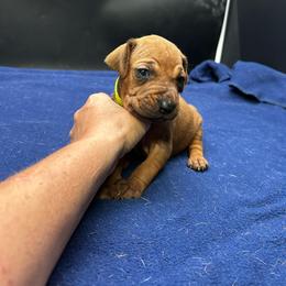 Girl 4 (Lime) - Wheaten blk nose female Rhodesian Ridgeback puppy in Ocala, Florida from DogWood Kennels
