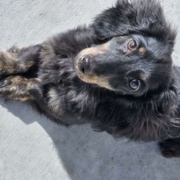 frozone - Dachshund