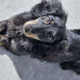 frozone - Dachshund