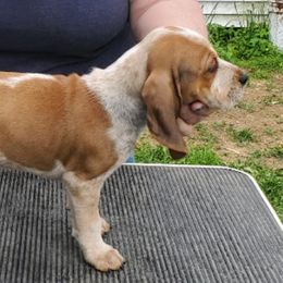 American English Coonhound Puppies from Passchendaele English Coonhounds