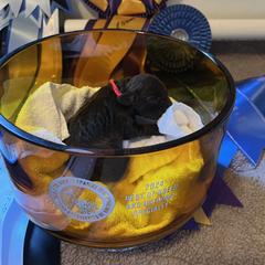 Boykin Spaniel and Nova Scotia Duck Tolling Retriever Puppies from Beekauz Kennel