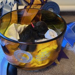 Boykin Spaniel and Nova Scotia Duck Tolling Retriever Puppies from Beekauz Kennel