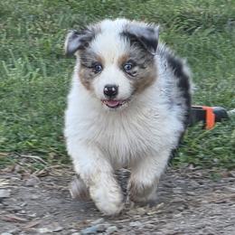 Australian Shepherd Puppies from AussieLand Shepherds