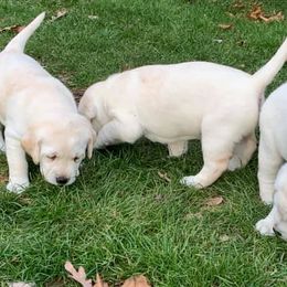 Labrador Retrievers from Super Duper Labradors