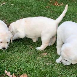Labrador Retrievers from Super Duper Labradors