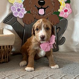Star - Pink Collar Female - Red  female Goldendoodle puppy in Bradenton, Florida from Suncoast Goldendoodles