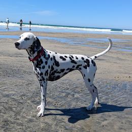 Dalmatian All Grown Up from Gateway Farm Dalmatians