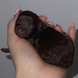 Fudge - Chocolate male Pomeranian puppy in Burbank, California from Twins Dream Poms