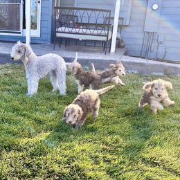 Bedlington Terrier Puppies from Bonnybrook Bedlington Terriers