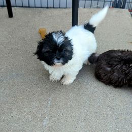 Opie - Sable and white male Shih Tzu puppy in Metropolis, Illinois from Super City Kennels