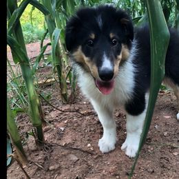 Collie Puppies from Caleb’s Collies