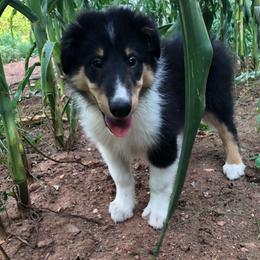 Collie Puppies from Caleb’s Collies