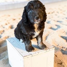 Lagoon - Black tri-color female Aussiedoodle puppy in Ellenburg Center, New York from Kristin's Puppies