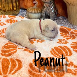 Peanut - Cream male French Bulldog puppy in Peoria, Arizona from A Quality French Bulldogs AZ
