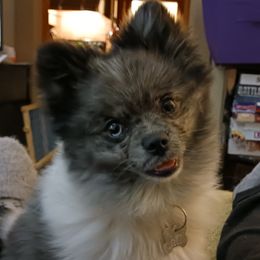 Jewel - Pomeranian