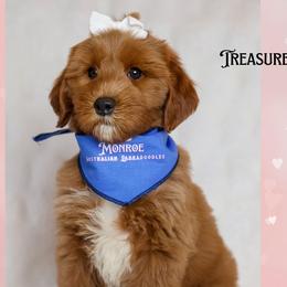 Treasure - Red female Australian Labradoodle puppy in Redding, California from Shasta Royal Monroe Puppies