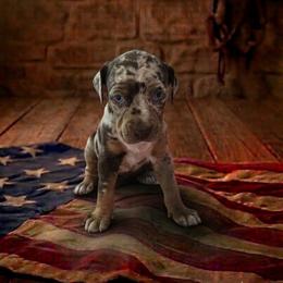 Girl 7 - female Catahoula Leopard Dog puppy in Greenwood, Delaware from OpenGate Catahoulas