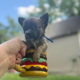 Bluey - Blue merle male Chihuahua puppy in Little Rock, Arkansas from Plum and Pom Kennel