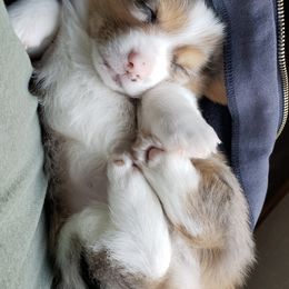 American Corgis from Wigglebutts Ranch Corgis