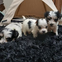 Maltese puppies from Desrosier