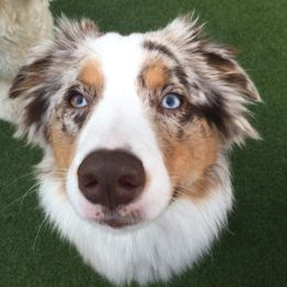 Aussiedoodles and Australian Shepherds from Rockin' Aussie Kennels