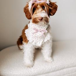 Moore - Goldendoodle