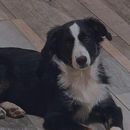 Skye - Black tri female Toy Australian Shepherd puppy in Bethany, Oklahoma from Donna's Toy & Mini Aussies
