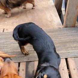 Dachshund Puppies from CLARK'S BREEDING PROGRAM