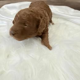 Theodore - Red  male Poodle puppy in Wasco, California from Kern County Miniature Red Poodles