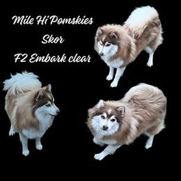 Skor - Pomsky