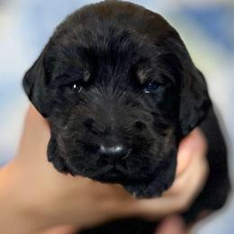 Spruce - Black and tan male Assorted Doodle Crosses puppy in Kansas City, Missouri from Beary GoldenDoodles