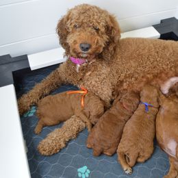 Goldendoodle Puppies from Ginger Doodles
