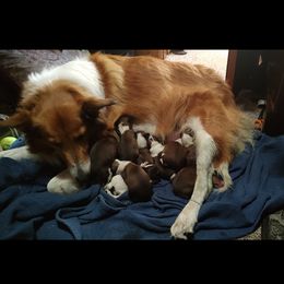 Old Time Scotch Collie Puppies from Hideaway Farm Scotch Collies